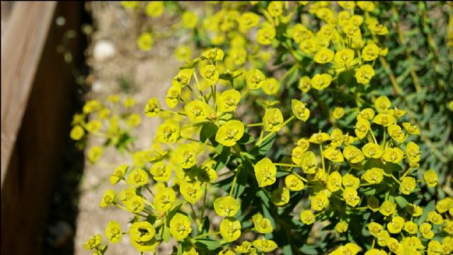 Euphorbia cyparissias ed Euphorbia sp.